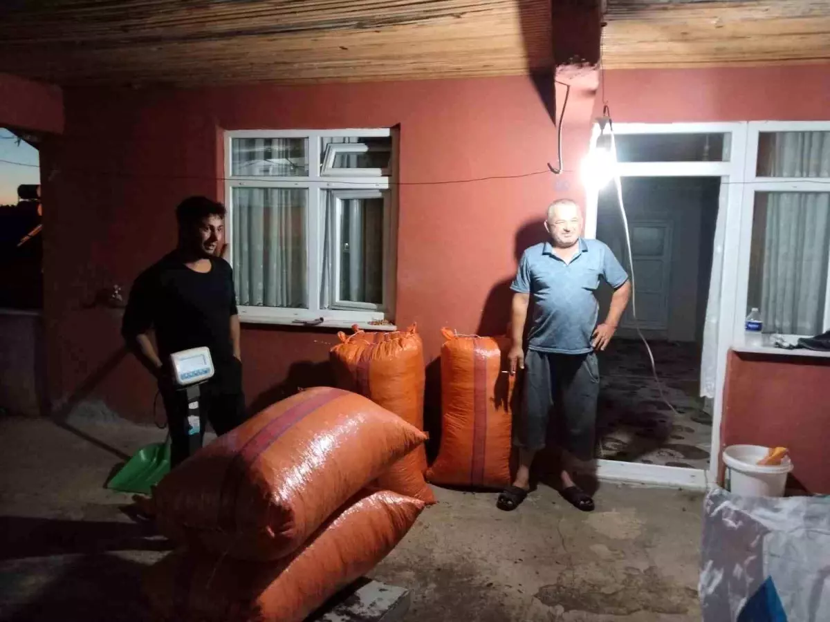 alaplida ilk findik alimi gerceklesti iNzJJMOm