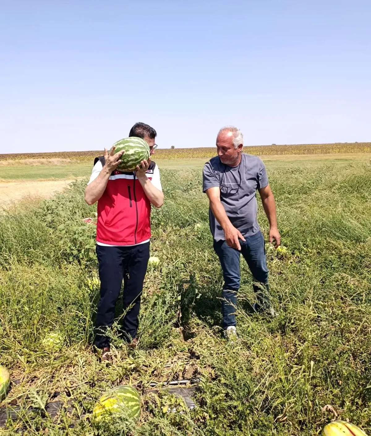 karpuz uretimi incelendi QUCnO8ZX