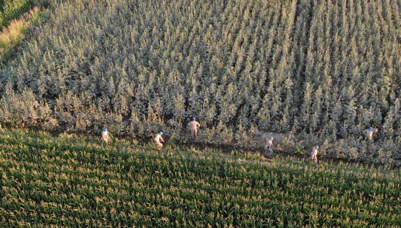 aydinda37 kok kenevir ele gecirildi MY3OU3QP