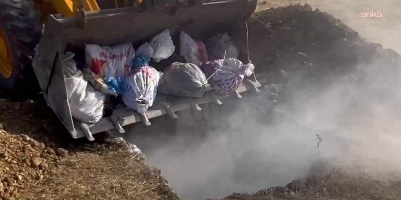 hakkaride hayvan katliami yuzlerce hayvan canli canli gomuldu 21MEPDBT.jpg