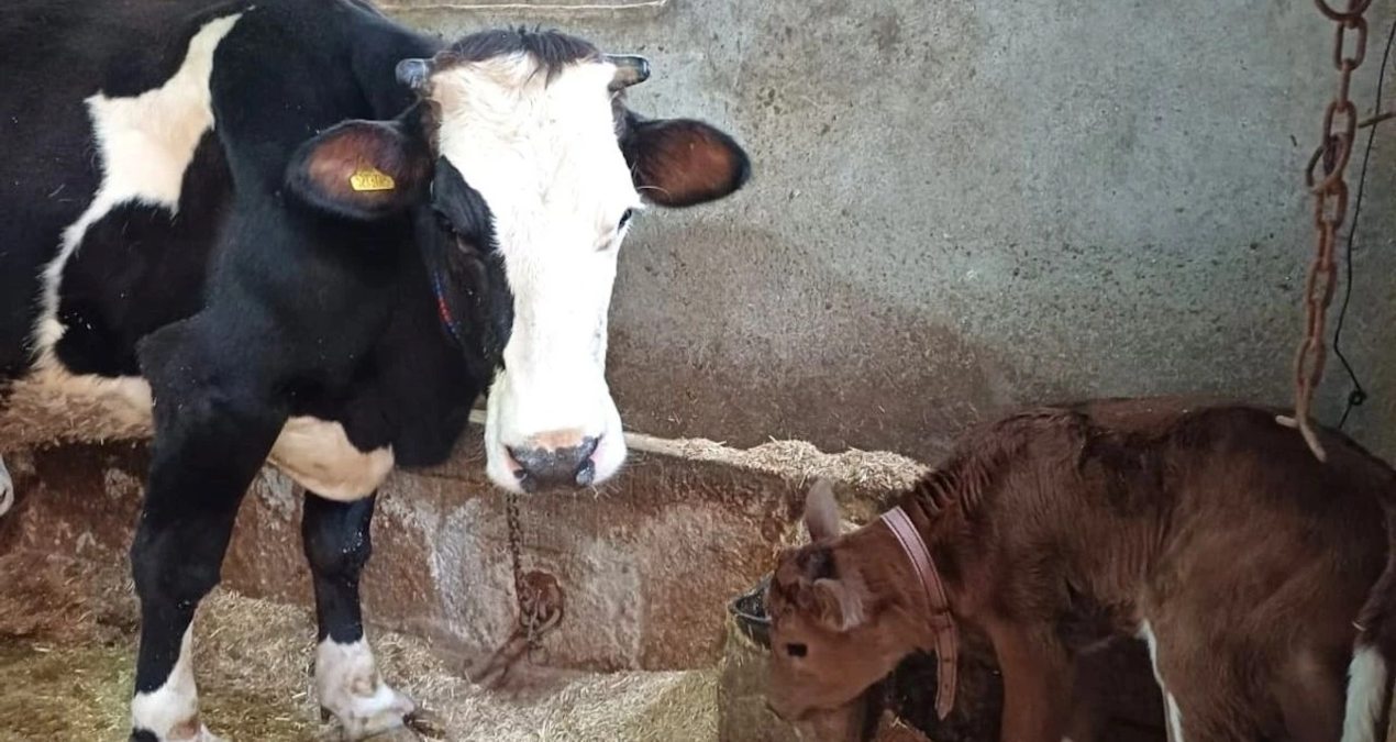 hayvancilikta devrim sut alerjisine karsi genleri susturulmus buzagilar dogdu KCFRbjUw.jpg