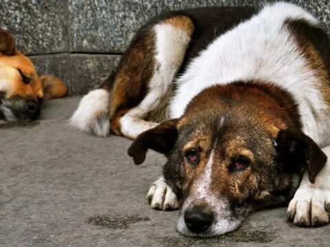 NATO Zirvesi İçin Sahipsiz Köpeklerin Toplanması Talimatı